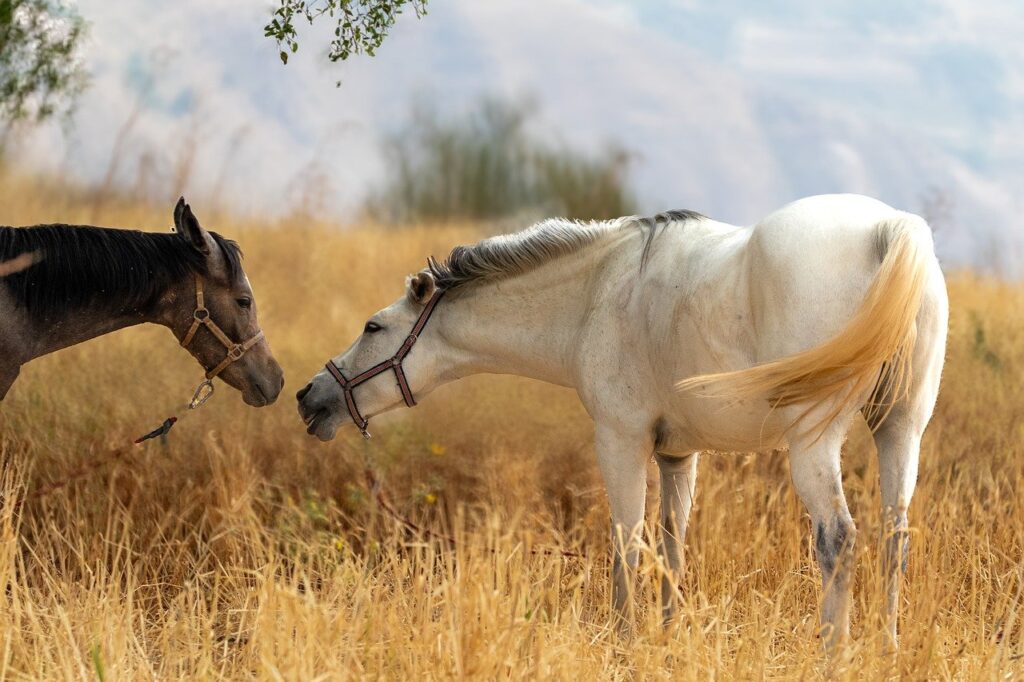 肌に優しいデオドラントは男性にとってどれが最適？