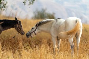 肌に優しいデオドラントは男性にとってどれが最適？