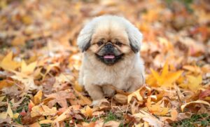 60代の加齢による臭を改善する方法は？