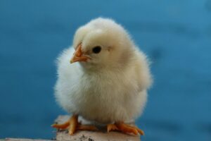 加齢臭対策に効果的なサプリの定期便おすすめは？