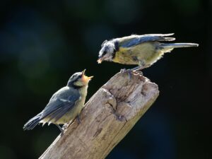 体臭を改善するためのサプリの飲み方は？